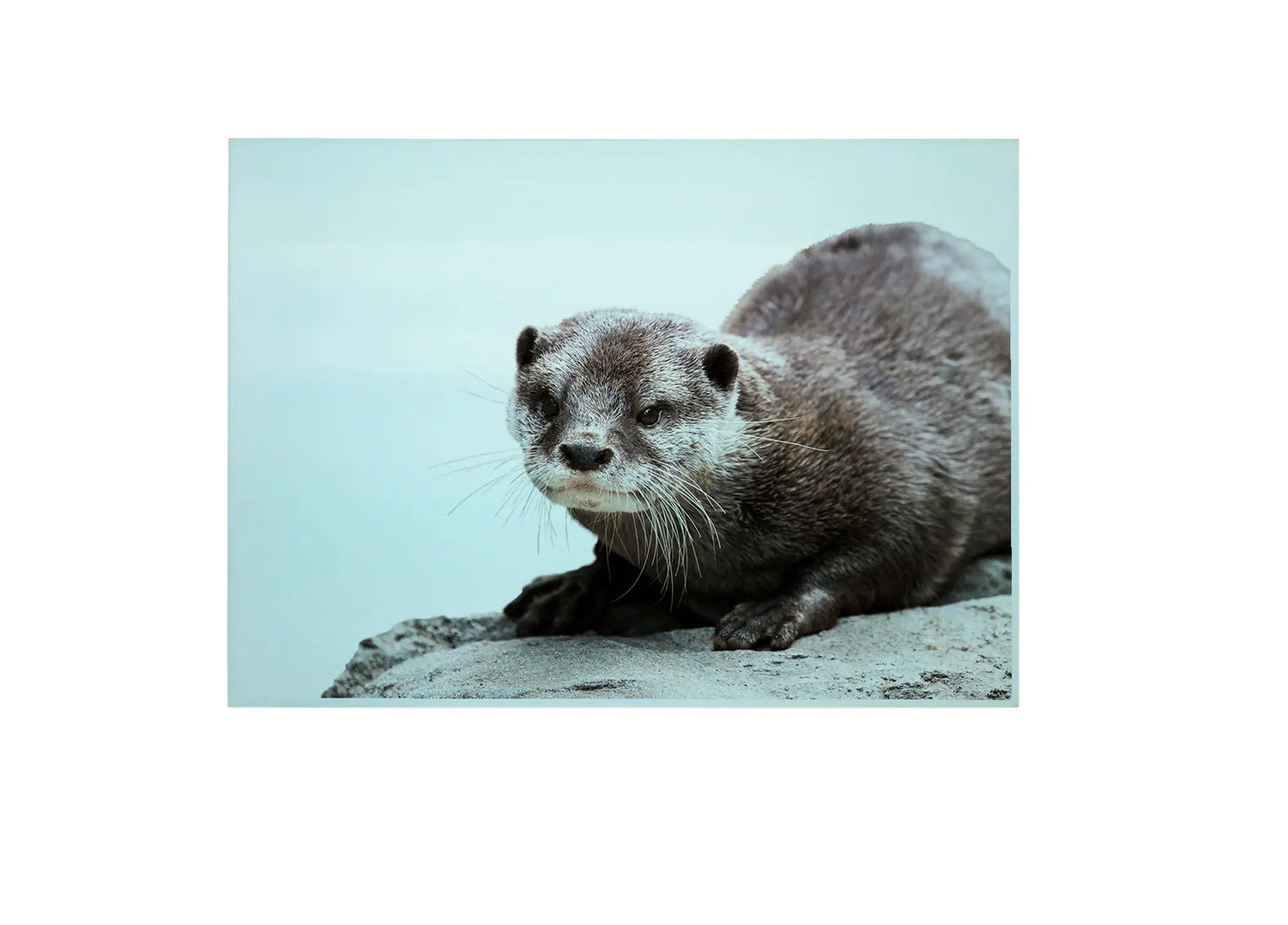 Otter Glass Chopping Board, Otter Cutting Board, Otter Worktop Saver