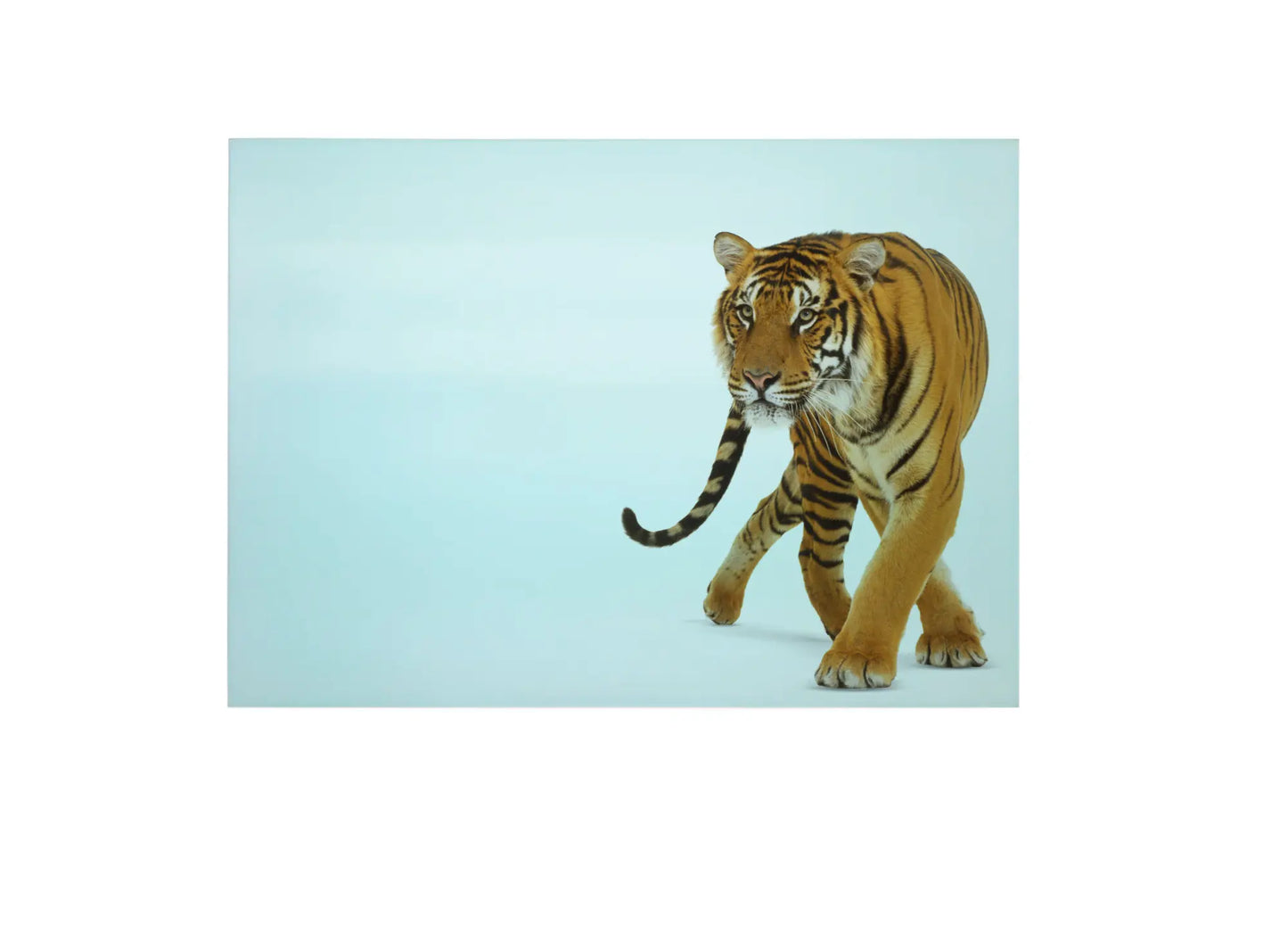 Tiger Glass Chopping Board, Tiger Worktop Saver