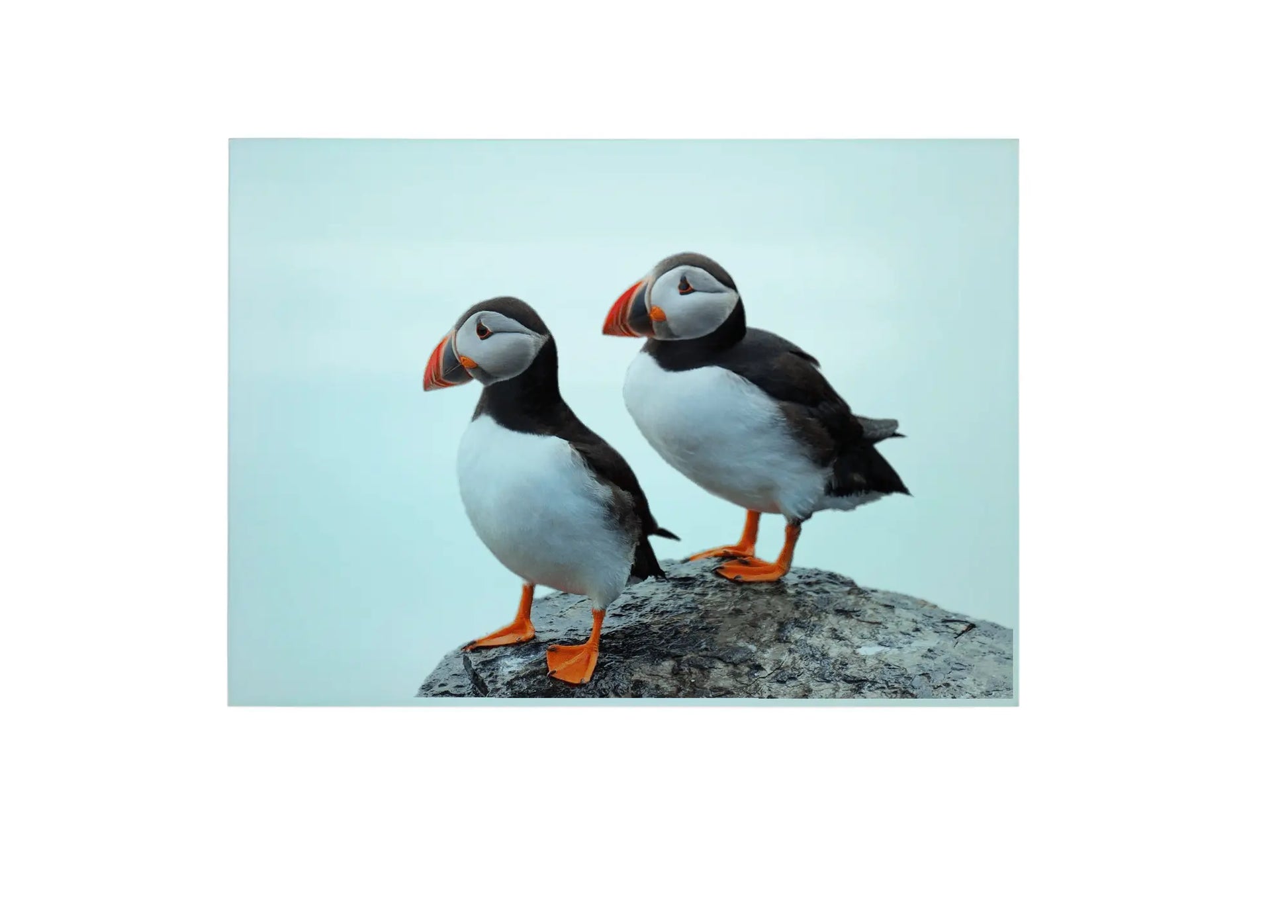 Puffin Glass Chopping Board, Puffin Worktop Saver
