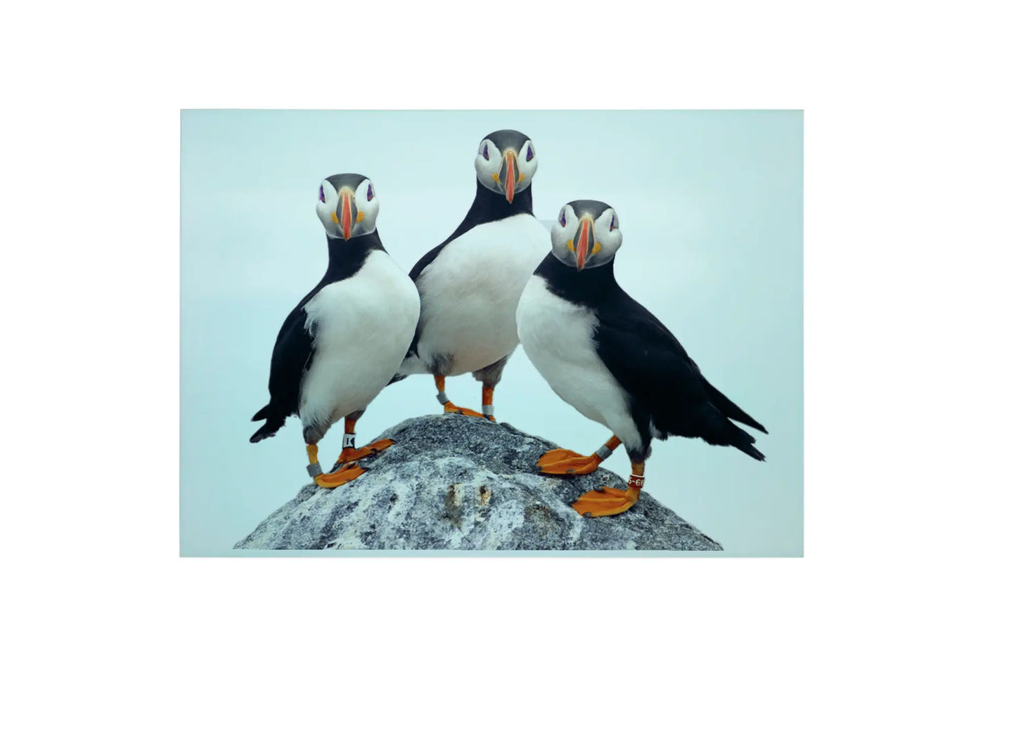 Puffin Glass Chopping Board, Puffin Worktop Saver