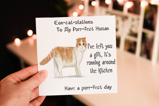Scottish Fold Cat Birthday Card