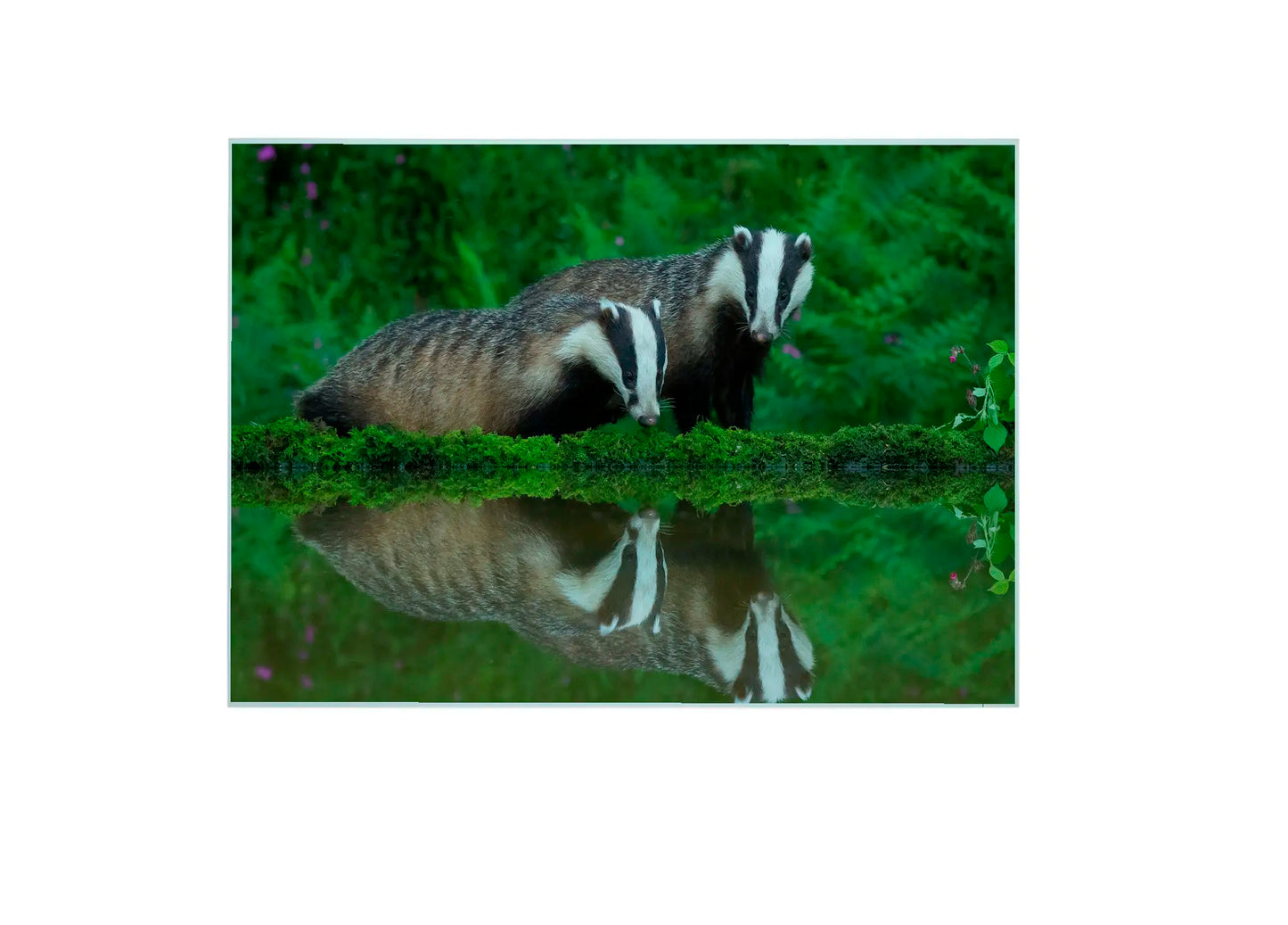 Badger Glass Chopping Board, Badger Glass Chopping Board