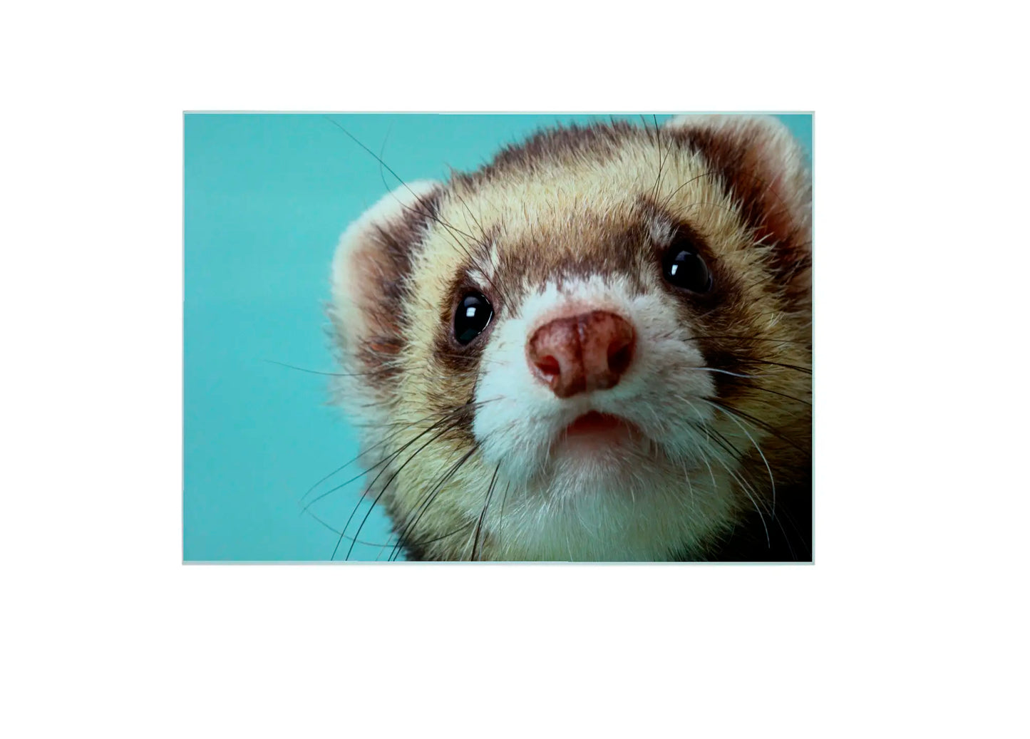 Ferret Glass Chopping Board, Ferret Worktop Saver