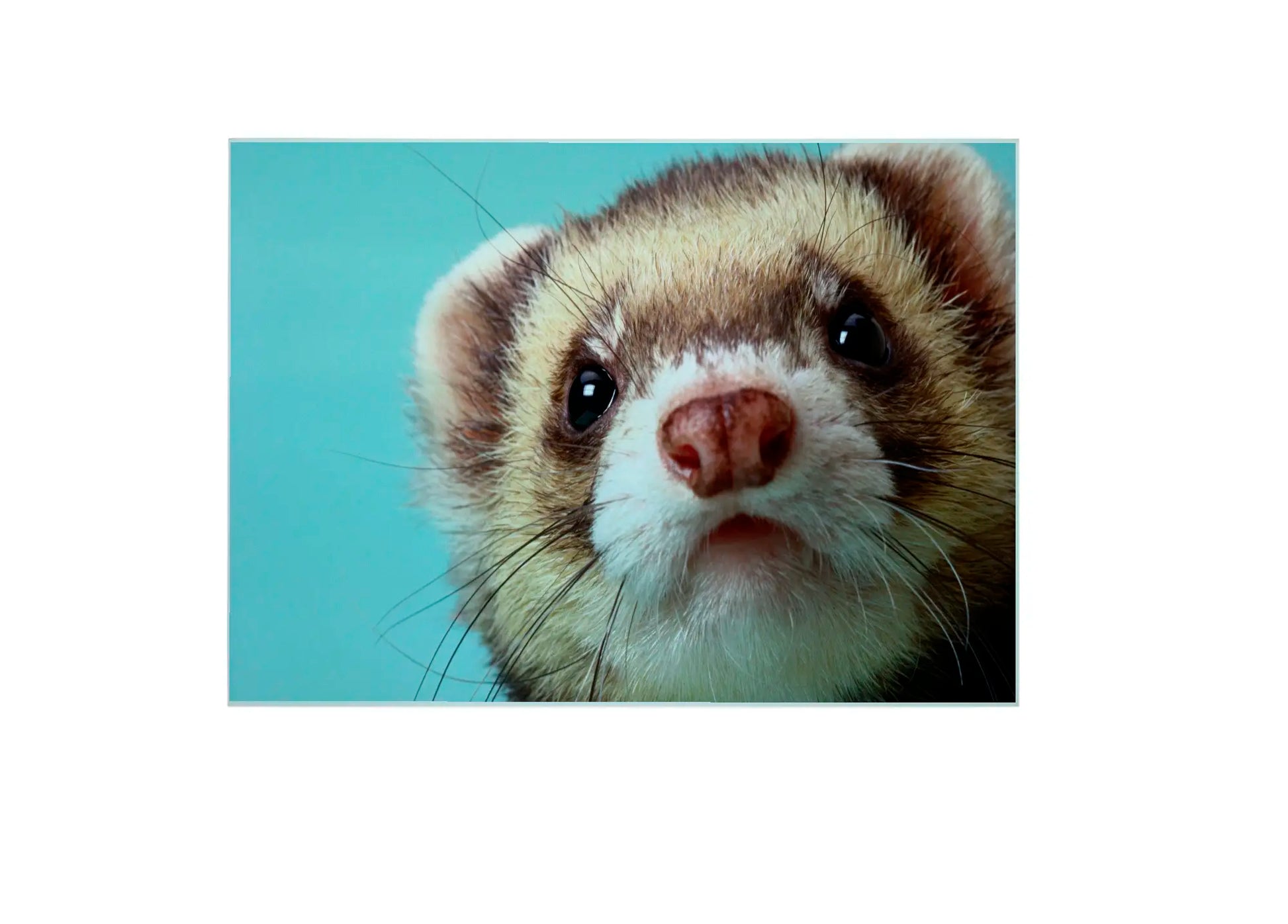 Ferret Glass Chopping Board, Ferret Worktop Saver