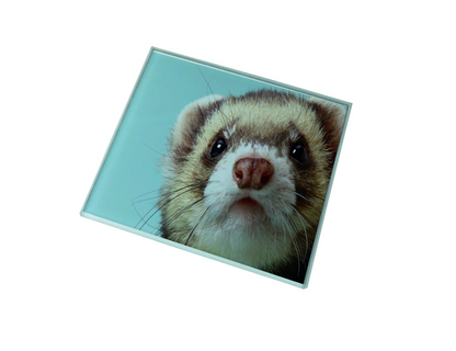 Ferret Glass Coaster (Set of 4)