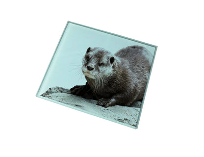 Otter Glass Coaster (Set of 4)