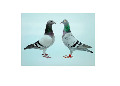 Pigeon Large Glass Chopping Board, Pigeon Worktop Saver