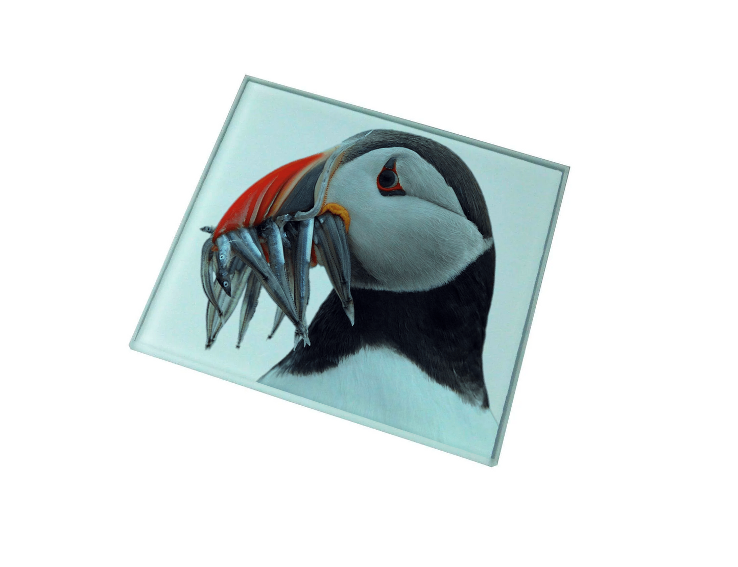 Puffin Glass Coaster (Set of 4)
