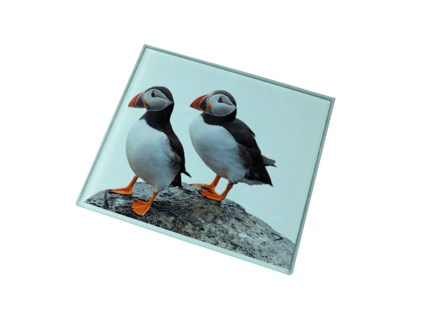Puffins Glass Coaster (Set of 4)