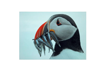 Puffin Glass Chopping Board, Puffin Worktop Saver